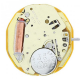 Imagem adicional 0 do item Máquina para Relógio de Pulso - Miyota 9T13