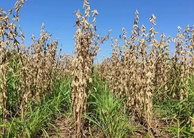 Imagem de compartilhamento para o artigo Integração lavoura-pecuária impulsiona produção de carne em Mato Grosso do Sul da MS Todo dia