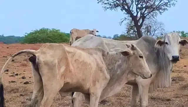 Imagem de compartilhamento para o artigo Propriedade rural em Costa Rica é multada em R$ 80 mil após morte de 10 bovinos e danos ambientais da MS Todo dia