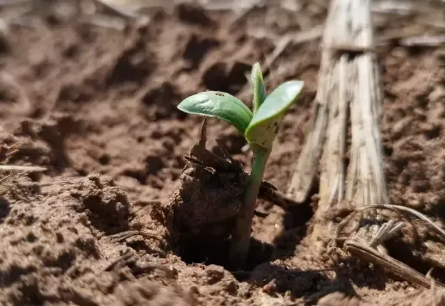 Imagem de compartilhamento para o artigo Área destinada à safra de soja terá aumento de 6% em MS, prevê produtores da MS Todo dia