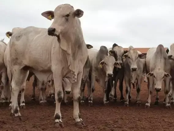 Imagem de compartilhamento para o artigo Iagro confirma foco de raiva bovina em Chapadão do Sul e alerta produtores para vacina da MS Todo dia