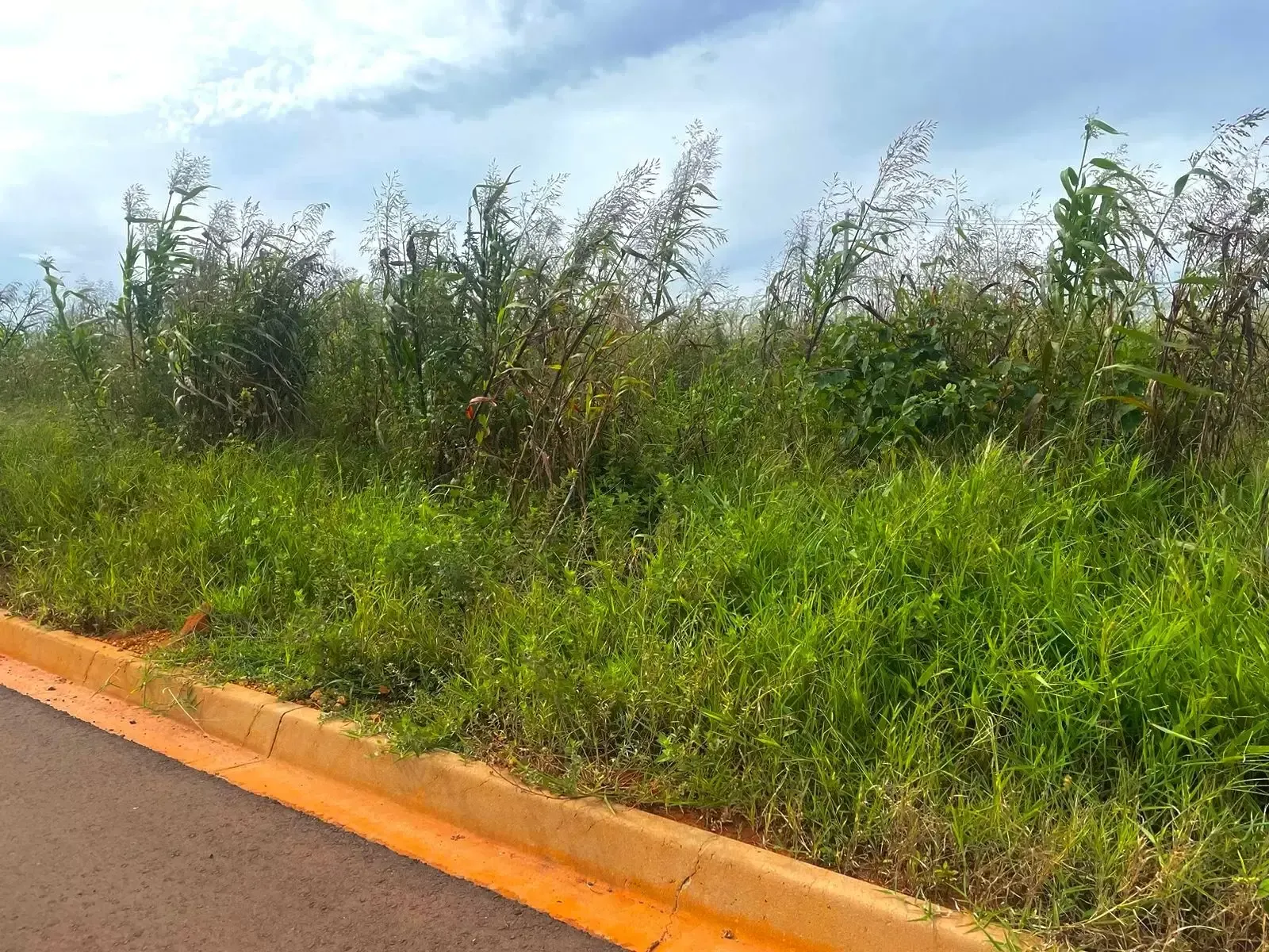 Imagem de compartilhamento para o artigo Prefeitura de Chapadão do Sul vai notificar proprietários com terrenos sujos e mato alto da MS Todo dia