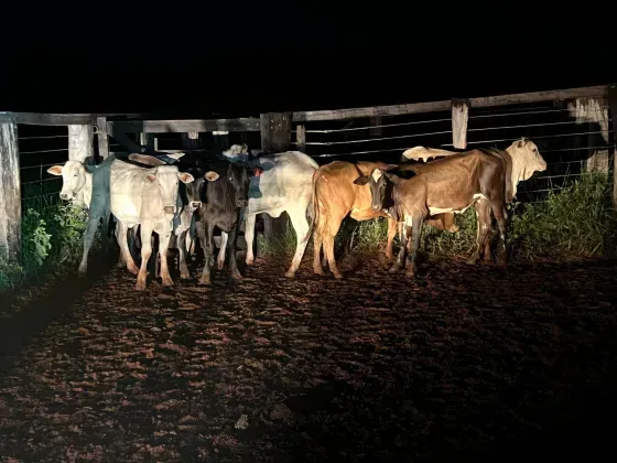 Imagem de compartilhamento para o artigo Em Paranaíba, homem é preso após furtar 18 cabeças de gados de uma fazenda da MS Todo dia