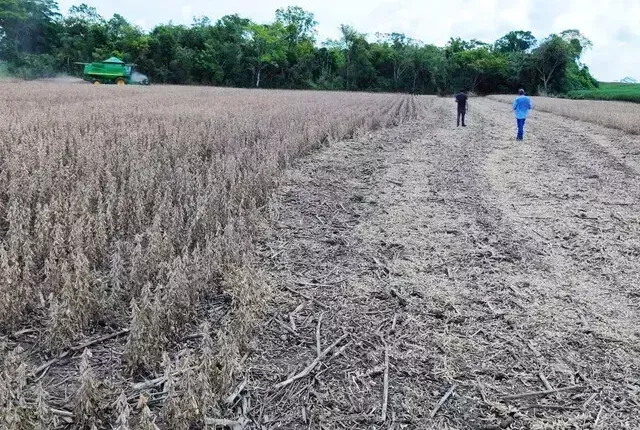 Imagem de compartilhamento para o artigo Estiagem afetou 500 mil hectares de soja em MS, confirma boletim da MS Todo dia