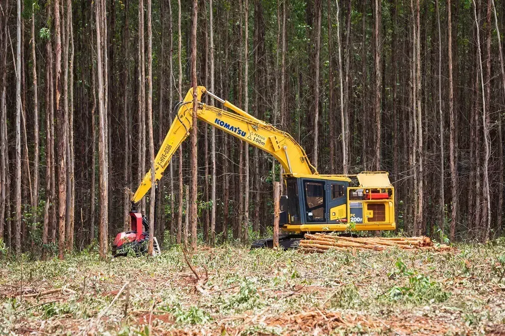 Imagem de compartilhamento para o artigo Empresa de celulose abre 110 vagas para operação florestal e seleciona funcionários para Cassilândia e cidades da região da MS Todo dia