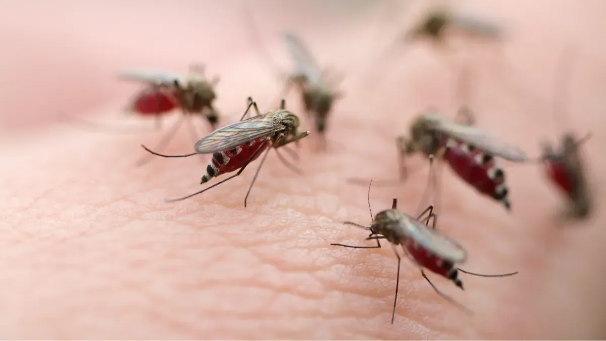 Imagem de compartilhamento para o artigo Sobe para 340 casos confirmados de dengue em Chapadão do Sul, aponta boletim da MS Todo dia