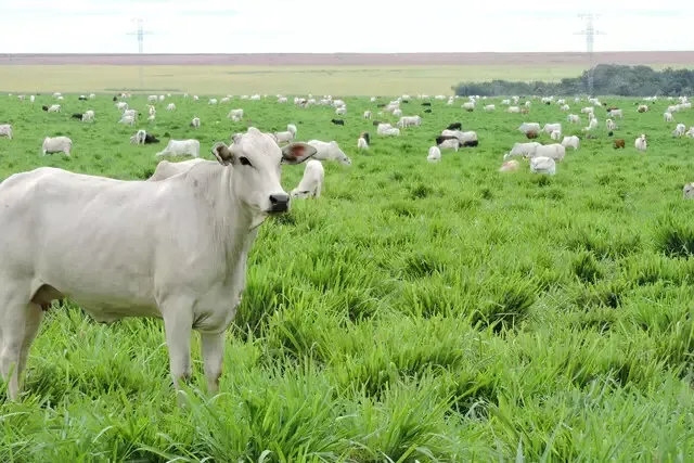 Imagem de compartilhamento para o artigo Em 5 anos, programa recupera quase 17 mil hectares de pastagens degradadas em MS da MS Todo dia