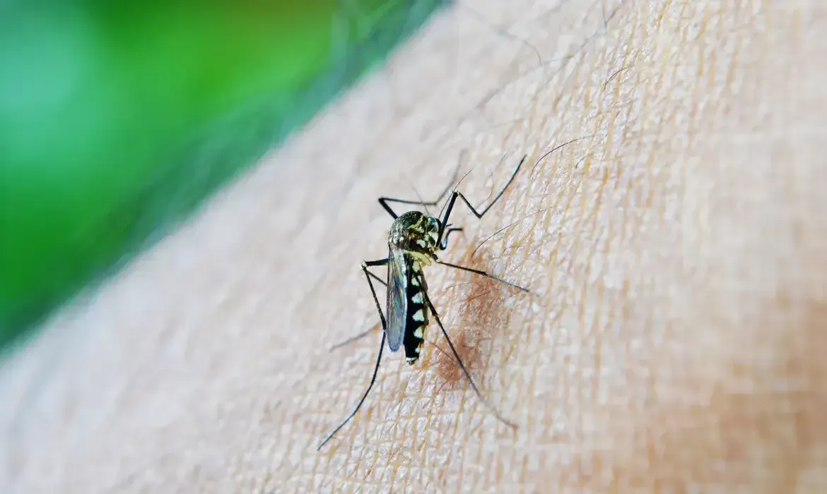 Imagem de compartilhamento para o artigo Chikungunya já matou seis idosos em MS em 2025 e número se aproxima do total registrado em nove anos da MS Todo dia
