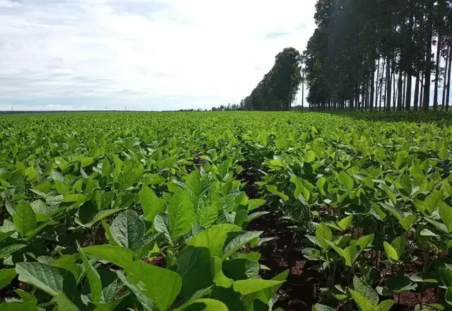 Imagem de compartilhamento para o artigo PIB de Mato Grosso do Sul deve crescer 2,4% em 2024, estima relatório de banco da MS Todo dia