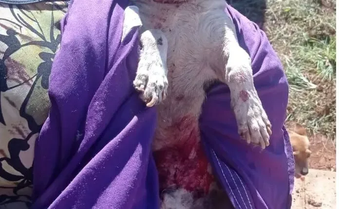 Imagem de compartilhamento para o artigo Tutora de pitbulls que atacaram dois cachorros em Chapadaão do Sul responderá judicialmente da MS Todo dia