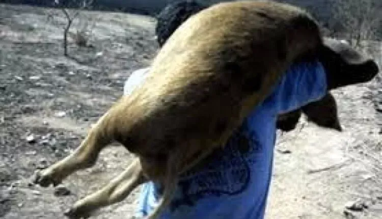 Imagem de compartilhamento para o artigo Ladrão tenta furtar porco em fazenda de Paraíso das Águas da MS Todo dia