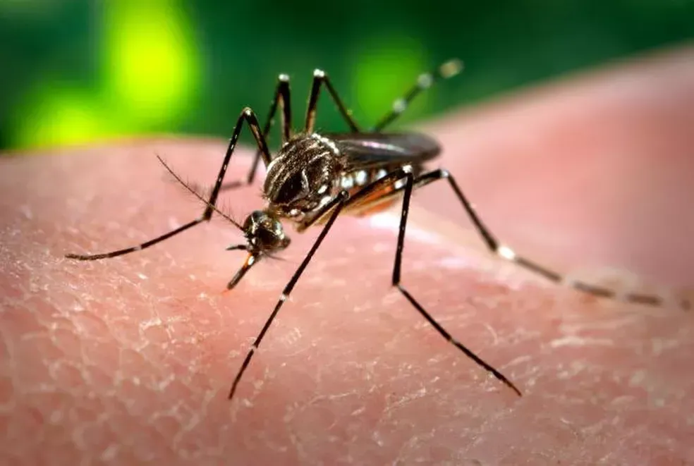 Imagem de compartilhamento para o artigo Dengue: Costa Rica segue como a 5ª cidade com maior incidência de MS da MS Todo dia