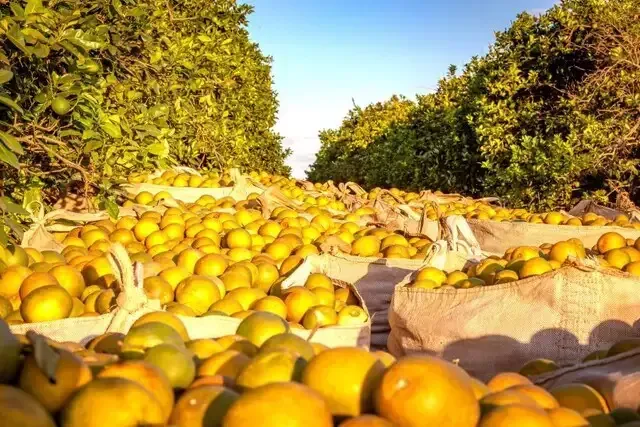 Imagem de compartilhamento para o artigo Produtores de MS poderão acessar até R$ 20 milhões por ano do FCO para investir em pomares de citros da MS Todo dia