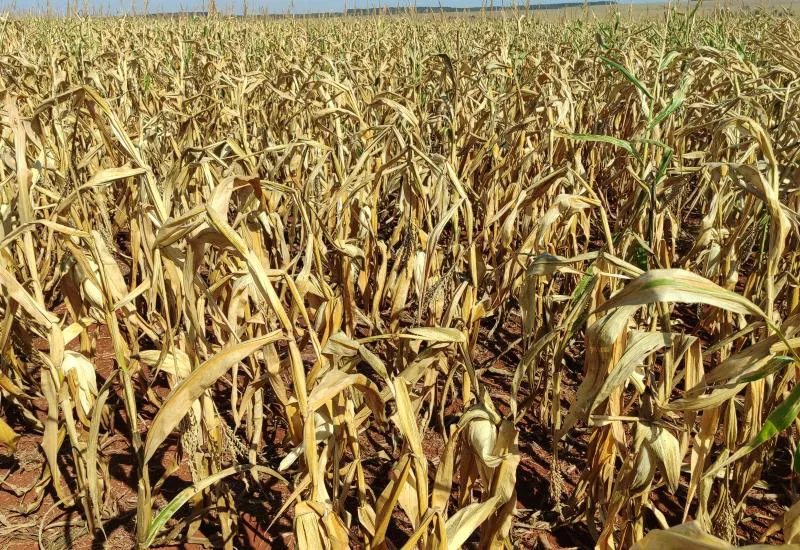 Imagem de compartilhamento para o artigo Seca já impactou mais de 700 mil hectares das lavouras de milho em MS da MS Todo dia