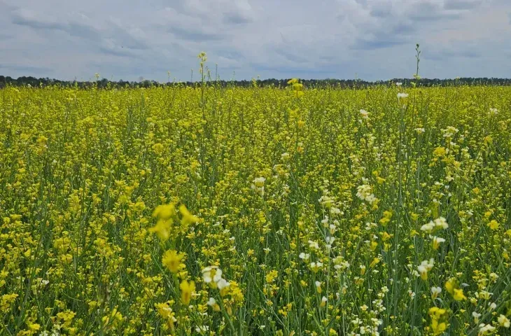 Imagem de compartilhamento para o artigo Carinata, chia e gergelim entram na lista de produtos agrícolas livres de ICMS em MS da MS Todo dia