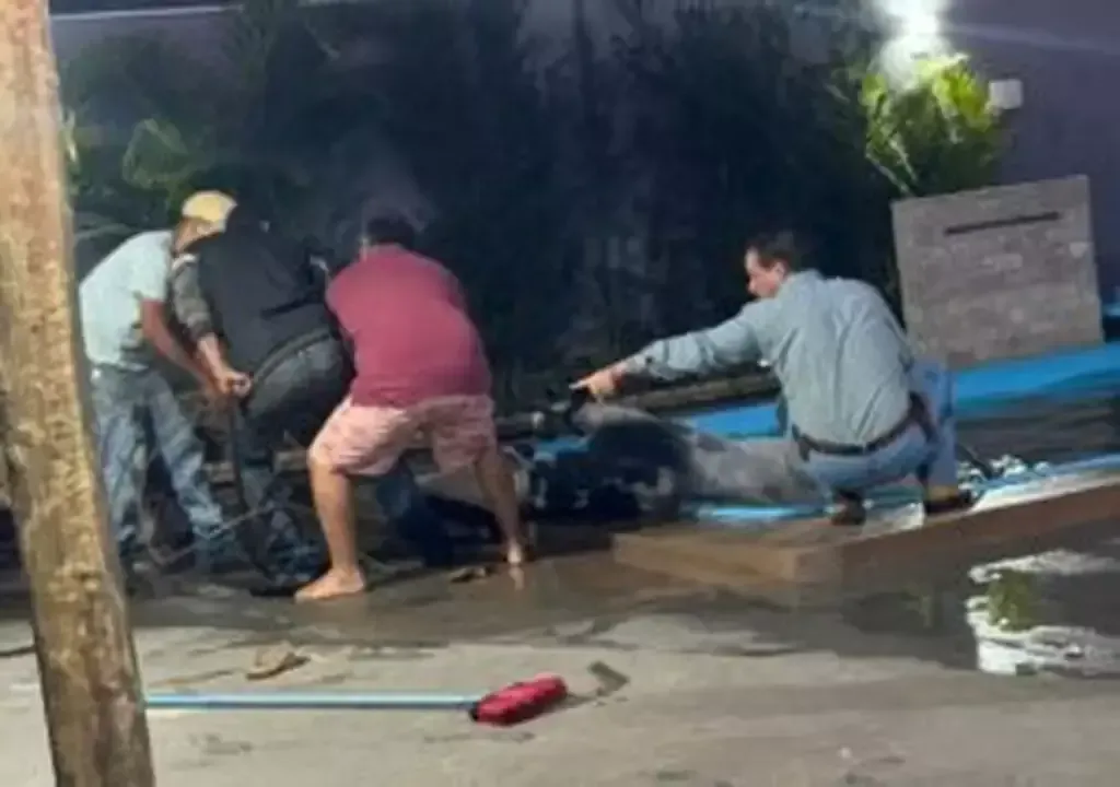 Imagem de compartilhamento para o artigo Touro cai em piscina e mobiliza vizinhos em resgate inusitado em Camapuã da MS Todo dia