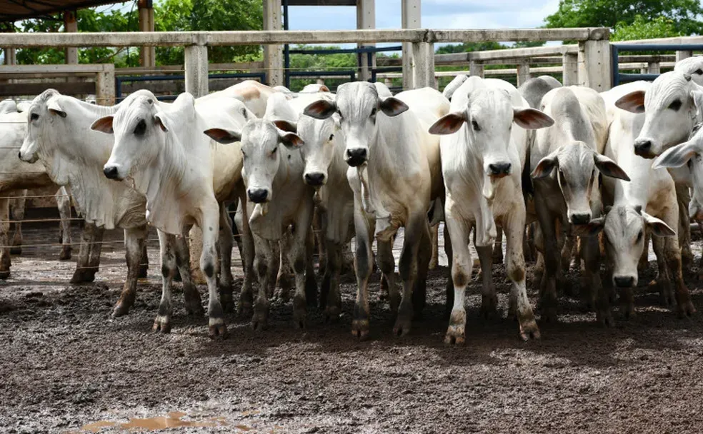 Imagem de compartilhamento para o artigo Mato Grosso do Sul é reconhecido como livre de febre aftosa sem vacinação da MS Todo dia