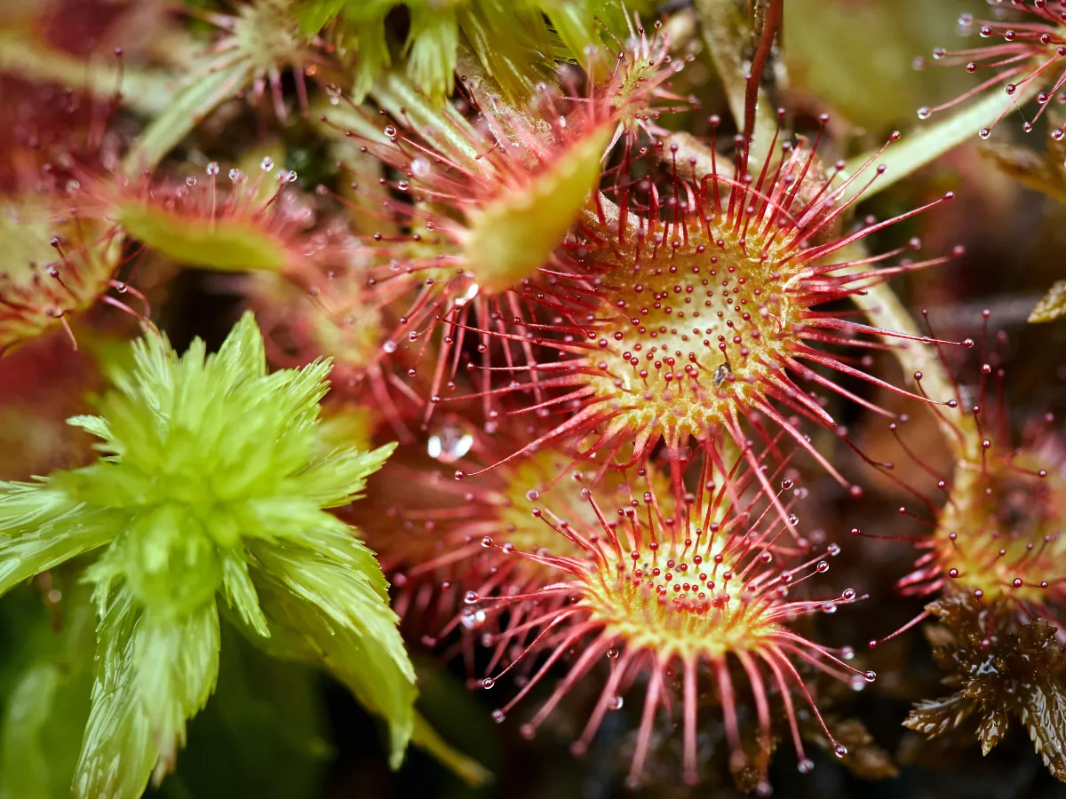 Imagem tipos-plantas