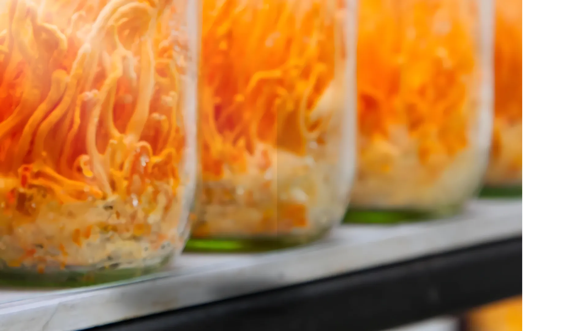 Imagem de Fundo Cordyceps
