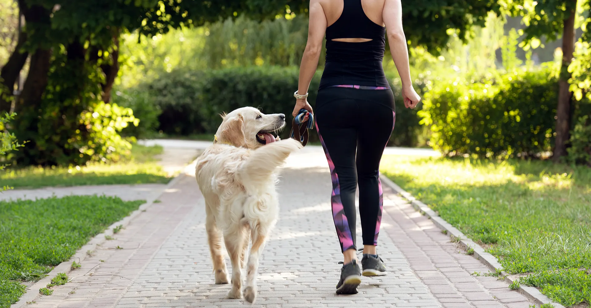 Imagem ilustrativa para o artigo Passear com o cachorro todos os dias: benefícios, frequência e dicas essenciais da Maria Brasileira