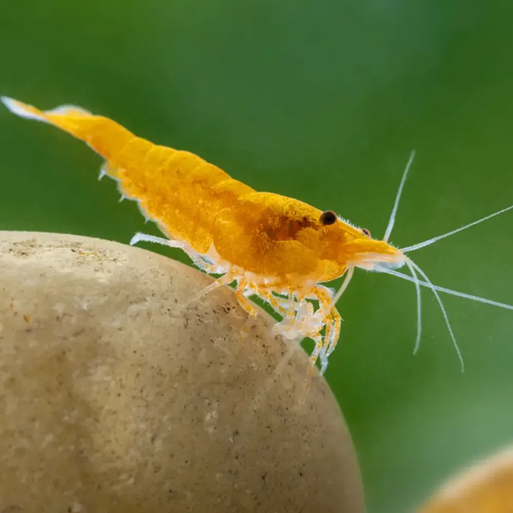 Imagem do Neocaridina