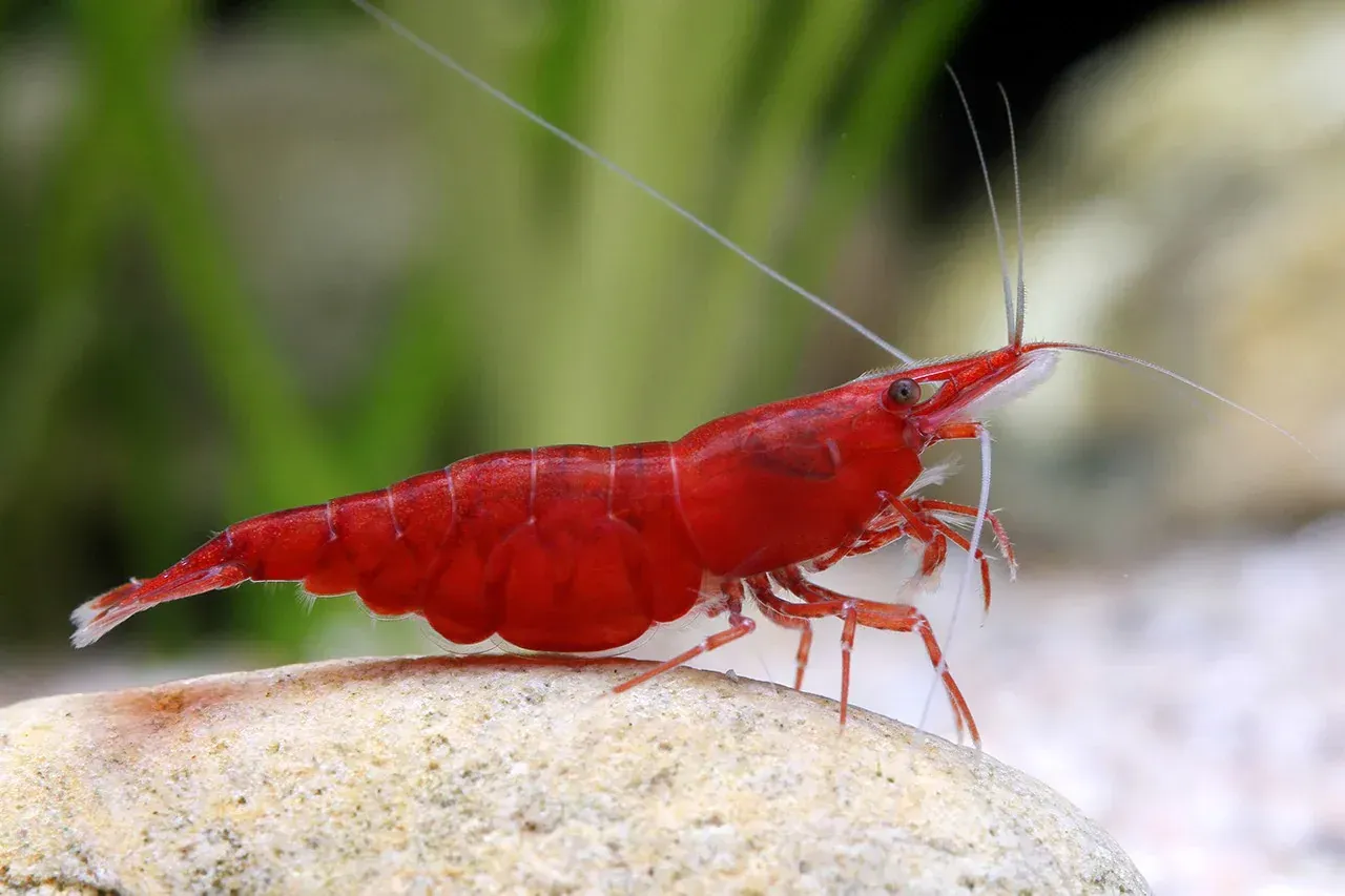 Imagem do Neocaridina
