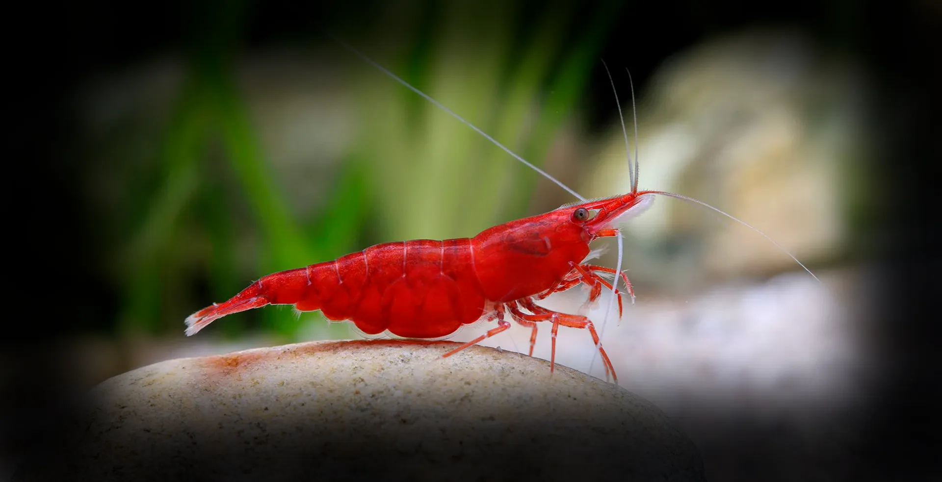 Imagem de fundo de Neocaridina - Poytara