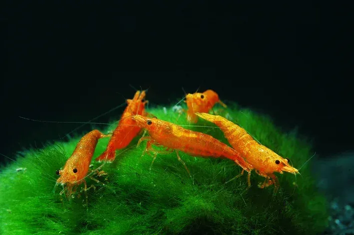 Imagem do Neocaridina