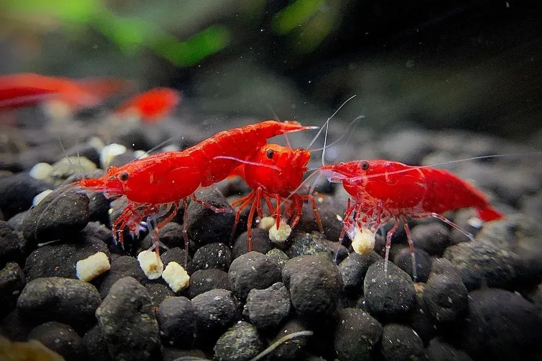 Imagem do Neocaridina