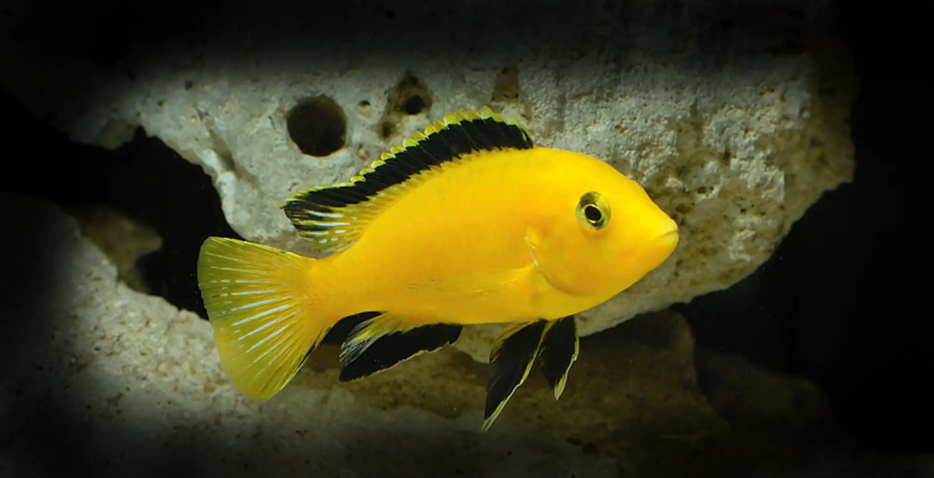 Saiba mais sobre: Labidochromis - Poytara