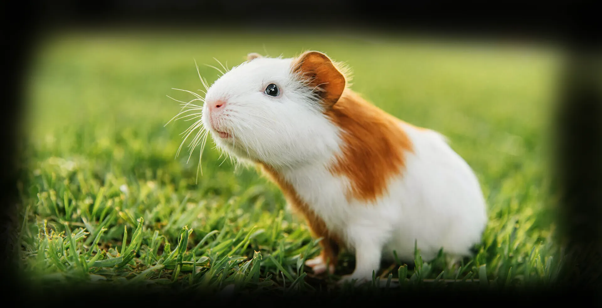 Saiba mais sobre: Porquinho da Índia - Poytara, image size:1920x983