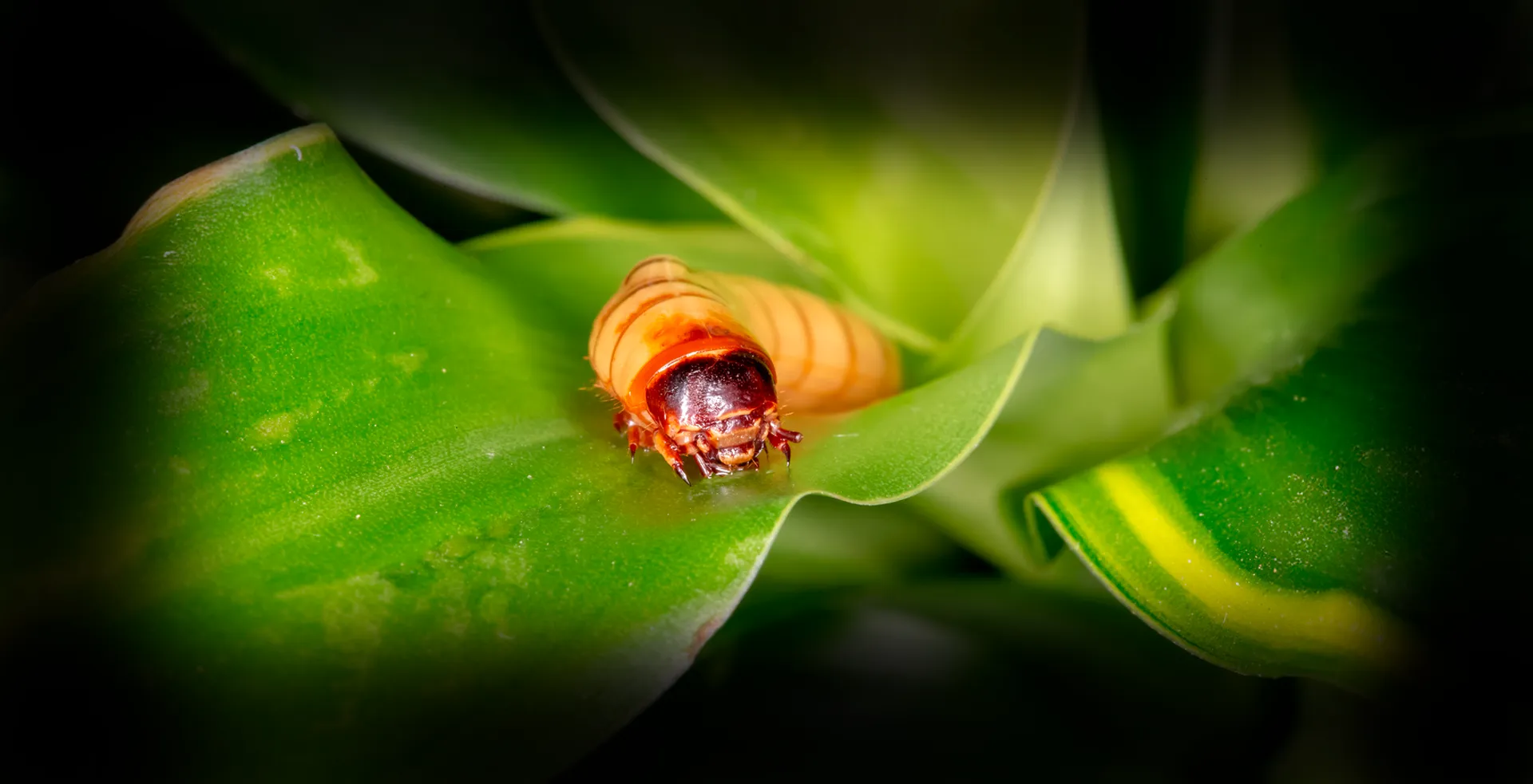 Imagem de fundo de Tenébrio - Poytara