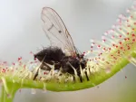 Imagem principal do artigo Plantas Carnívoras: Como funcionam e onde encontrá-las