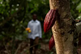 Imagem da notícia O segredo dos cacaueiros saudáveis: por que plantar banana antes do cacau?