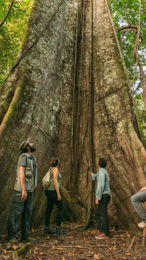Imagem do web story Roteiro pela Amazônia: O que visitar?
