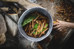 Imagem do web story Curiosidades: Ayahuasca - O que é e para que serve