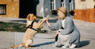 Imagem da notícia Pesquisa mostra que Brasil aparece na segunda posição de tutores de pets mais felizes no mundo 