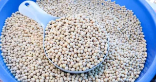 Imagem da notícia Nova tecnologia brasileira amplia a bioacessibilidade nutricional da soja e aumenta a produção da agricultura