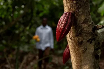 Imagem da notícia O segredo dos cacaueiros saudáveis: por que plantar banana antes do cacau?