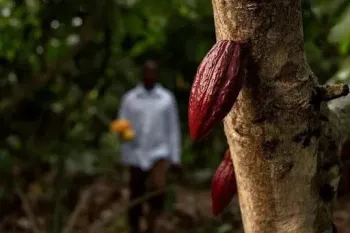 Imagem da notícia O que é Ceplac, responsável pela pesquisa e tecnologia do cacau brasileiro