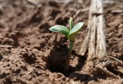 Imagem da notícia Área destinada à safra de soja terá aumento de 6% em MS, prevê produtores