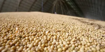 Imagem da notícia Sexta-feira no agro: acompanhe como fica as cotações de soja e milho em Mato Grosso do Sul