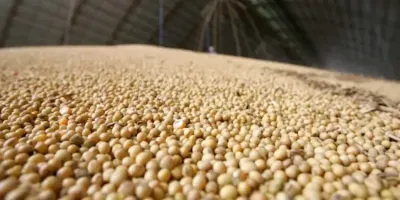 Imagem da notícia Colheita de soja atinge 11,7% em janeiro em MS, mas seca impacta produção