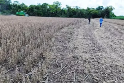 Imagem da notícia Estiagem afetou 500 mil hectares de soja em MS, confirma boletim