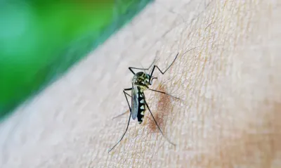 Imagem da notícia Chikungunya já matou seis idosos em MS em 2025 e número se aproxima do total registrado em nove anos