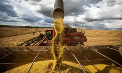 Imagem da notícia Costa Rica lidera produtividade de soja em MS na safra 2024/2025