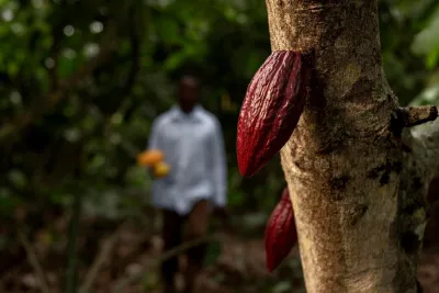 Imagem da notícia O segredo dos cacaueiros saudáveis: por que plantar banana antes do cacau?