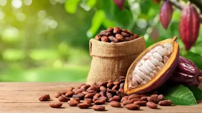 Imagem da notícia Como o Pará se tornou o maior produtor de cacau do país