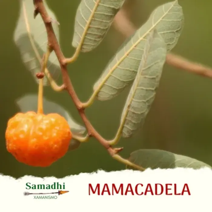 Imagem de Mamacadela Erva Seca 50g