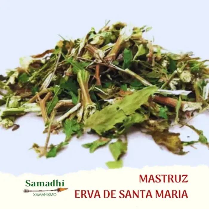 Imagem de Mastruz Erva de Santa Maria 30g